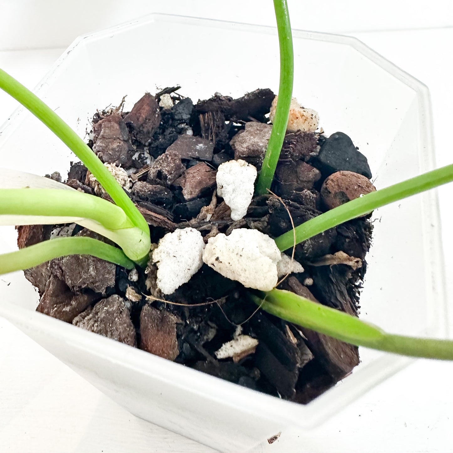 Philodendron Pinnatilobum