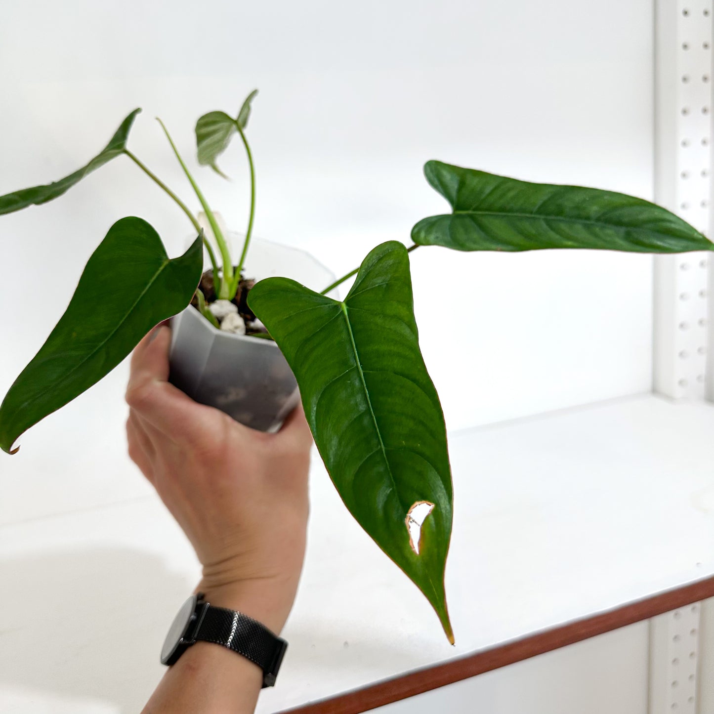 Philodendron Pinnatilobum