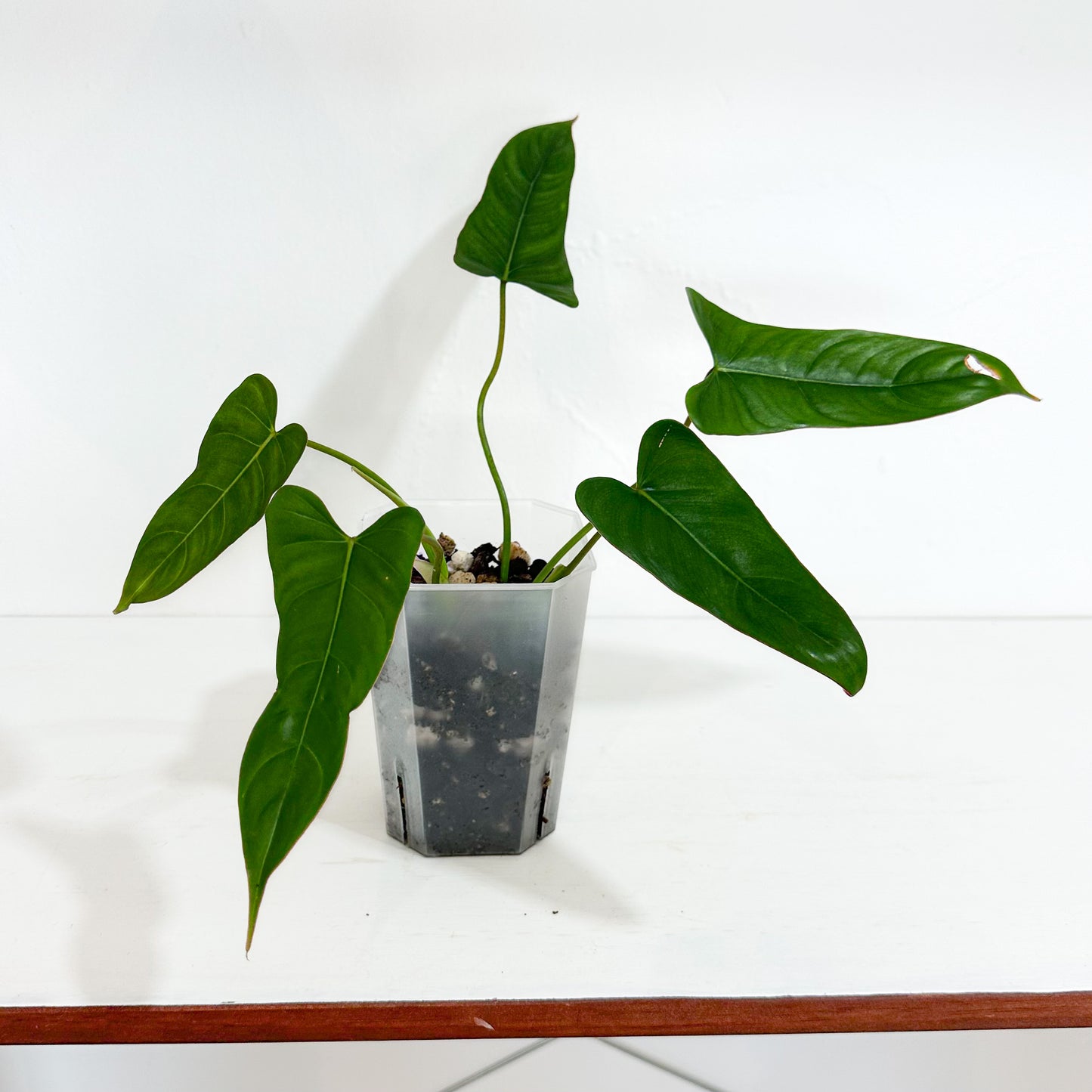 Philodendron Pinnatilobum