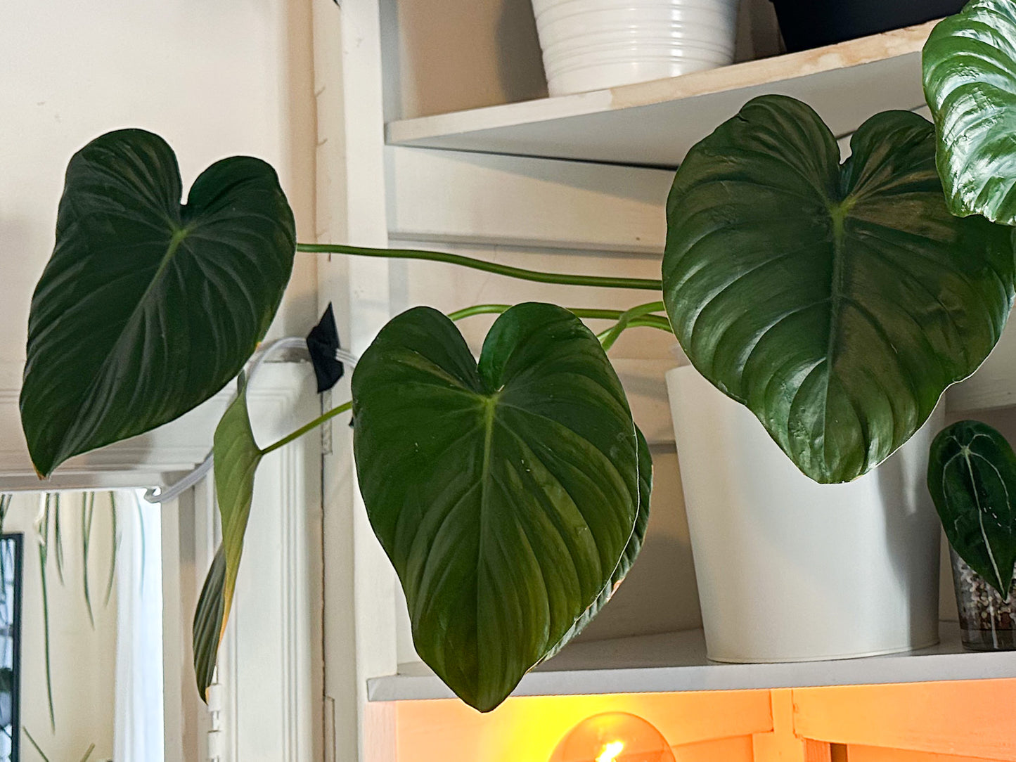 Alocasia Watsoniana Seedling