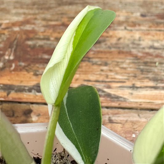 Variegated Florida Ghost