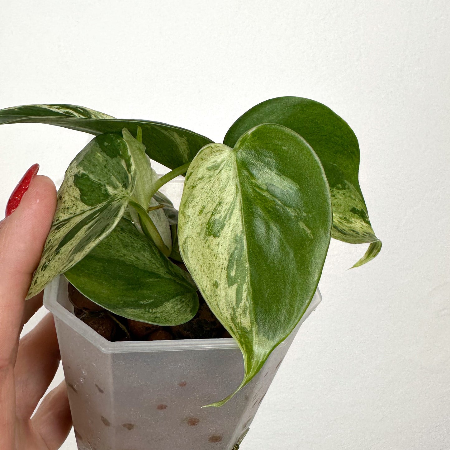 Variegated Philodendron Hederaceum #2 LECA