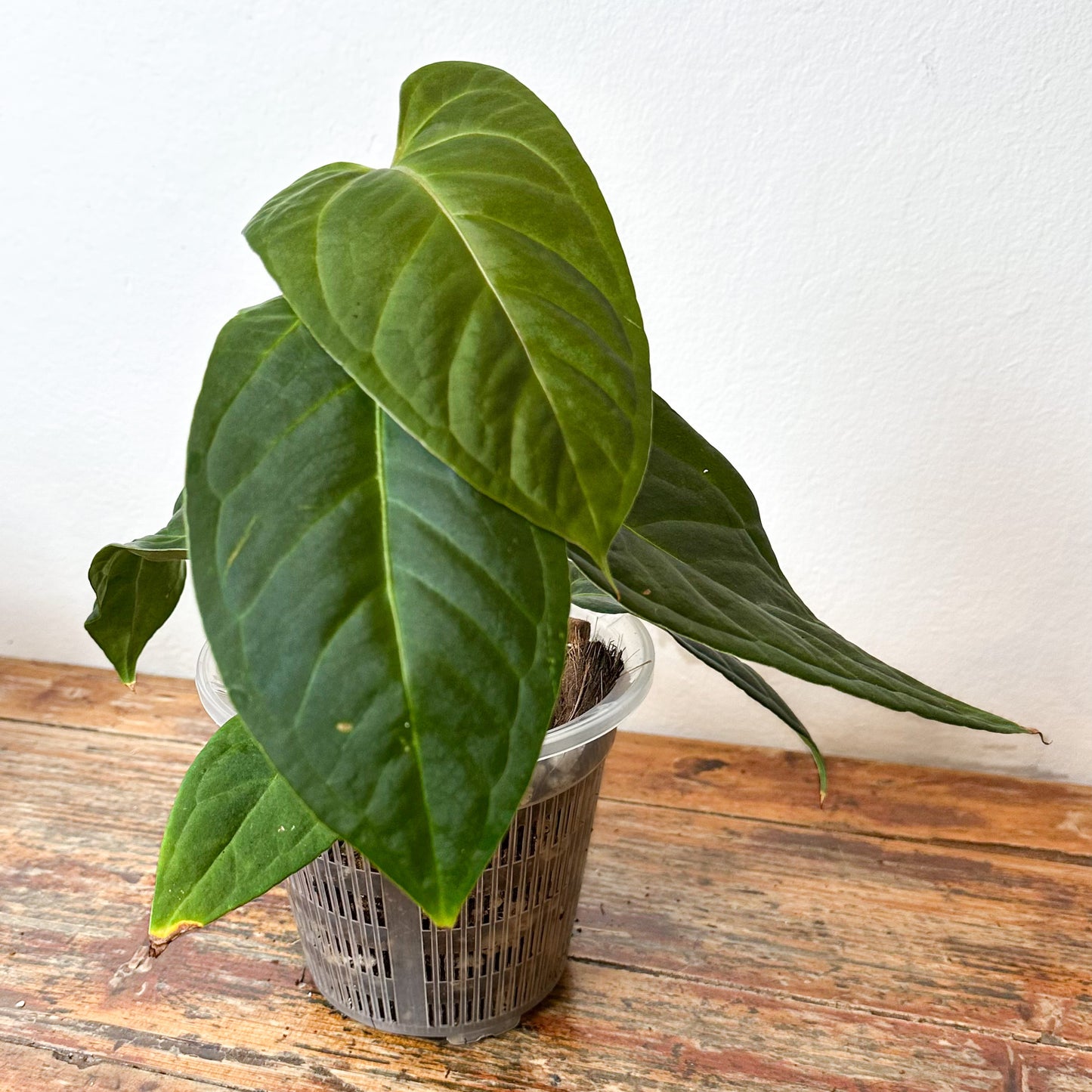 Anthurium Crystallinum X Moronense