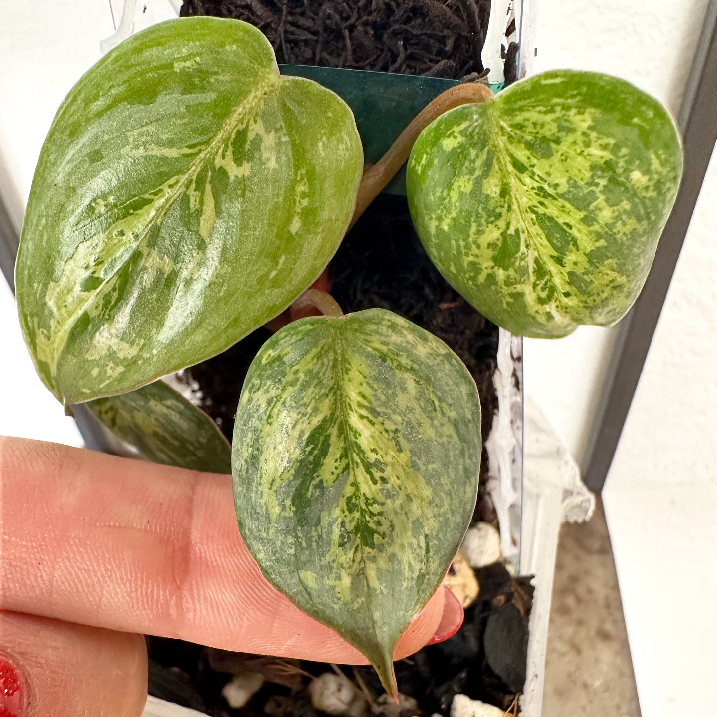 Variegated Philodendron Sodiroi