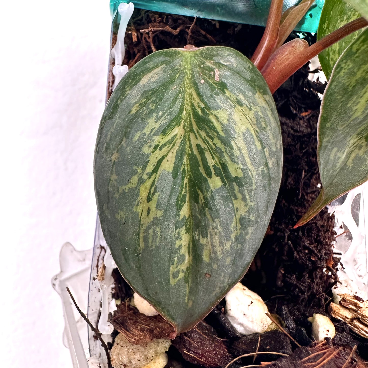 Variegated Philodendron Sodiroi