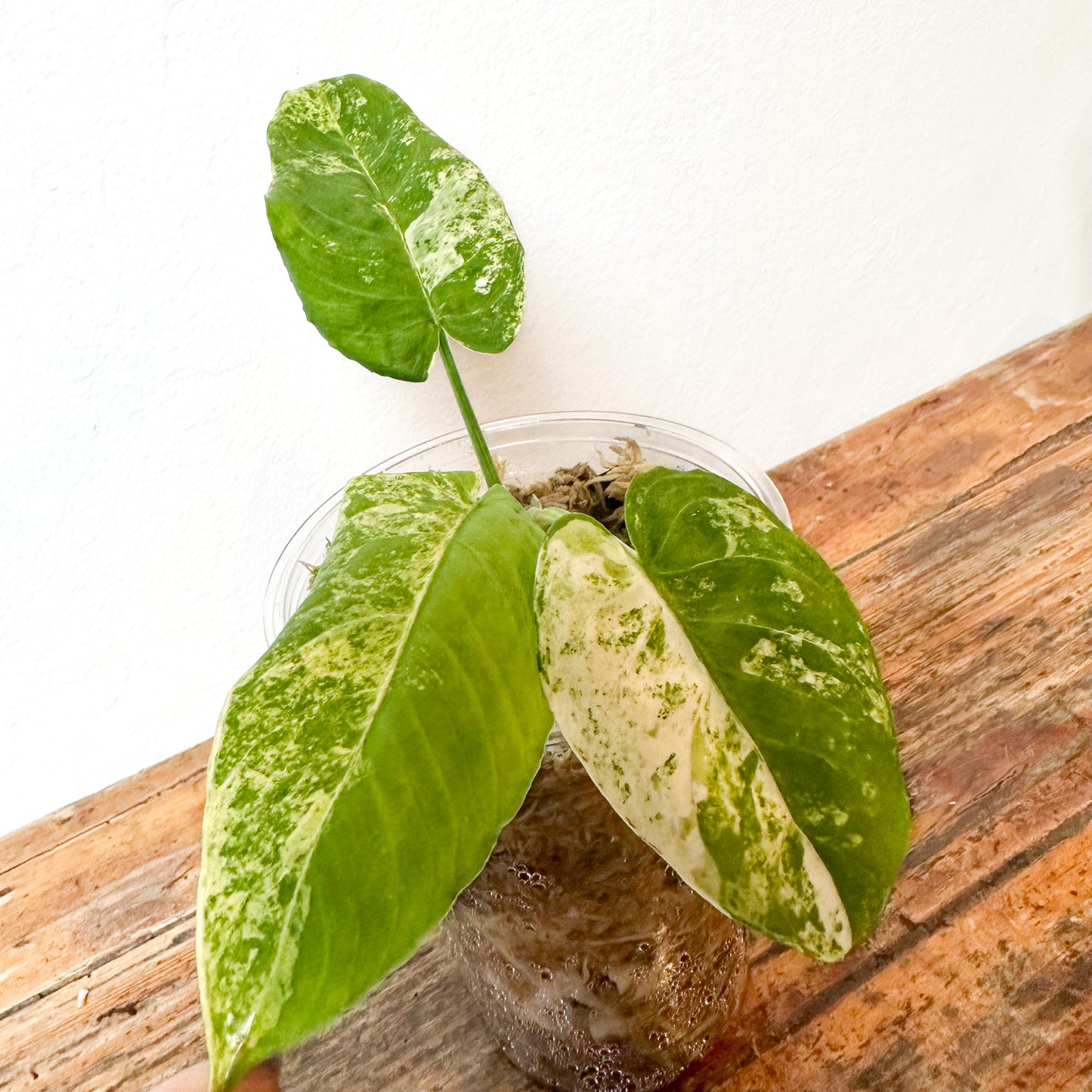 Variegated Homalomena SP Borneo