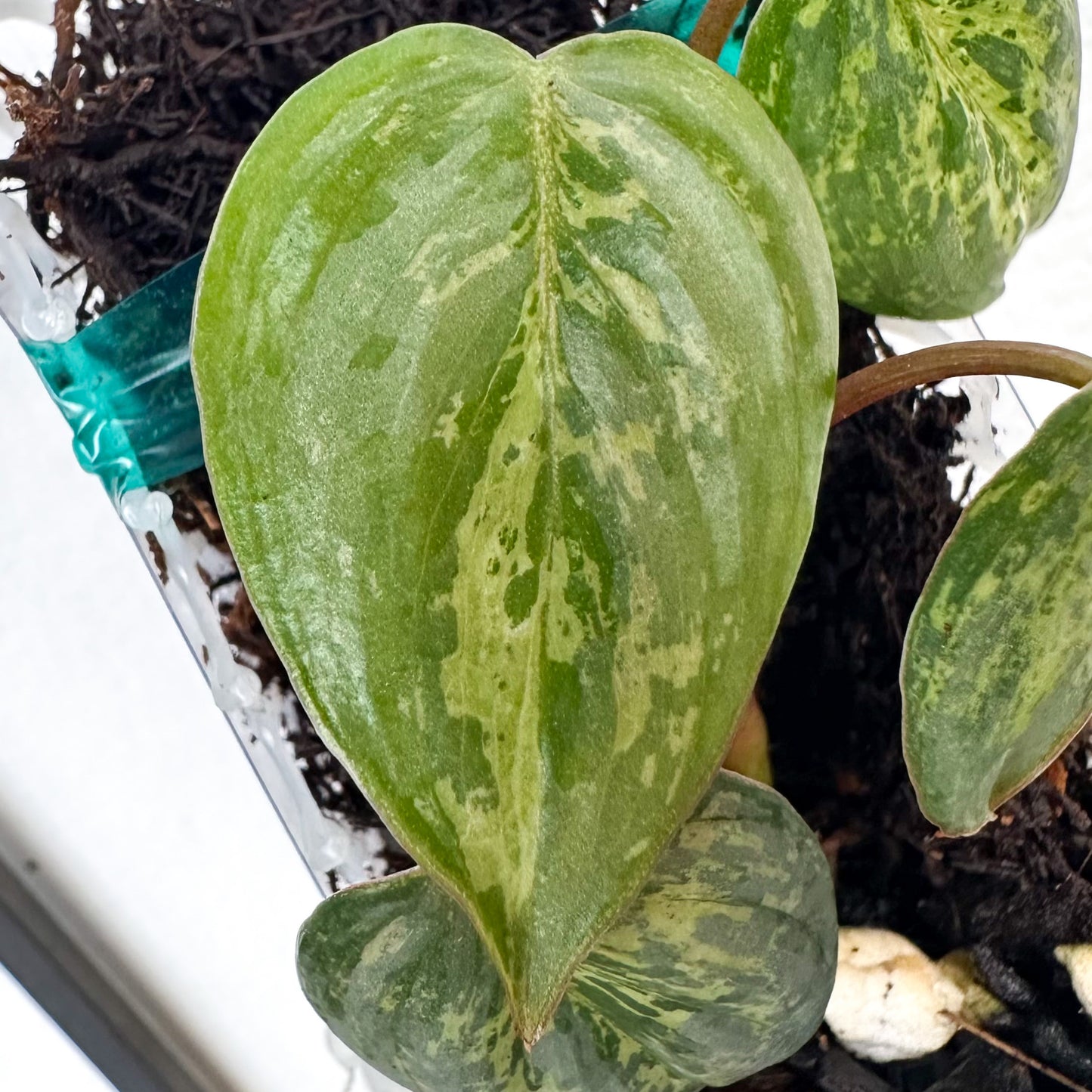 Variegated Philodendron Sodiroi