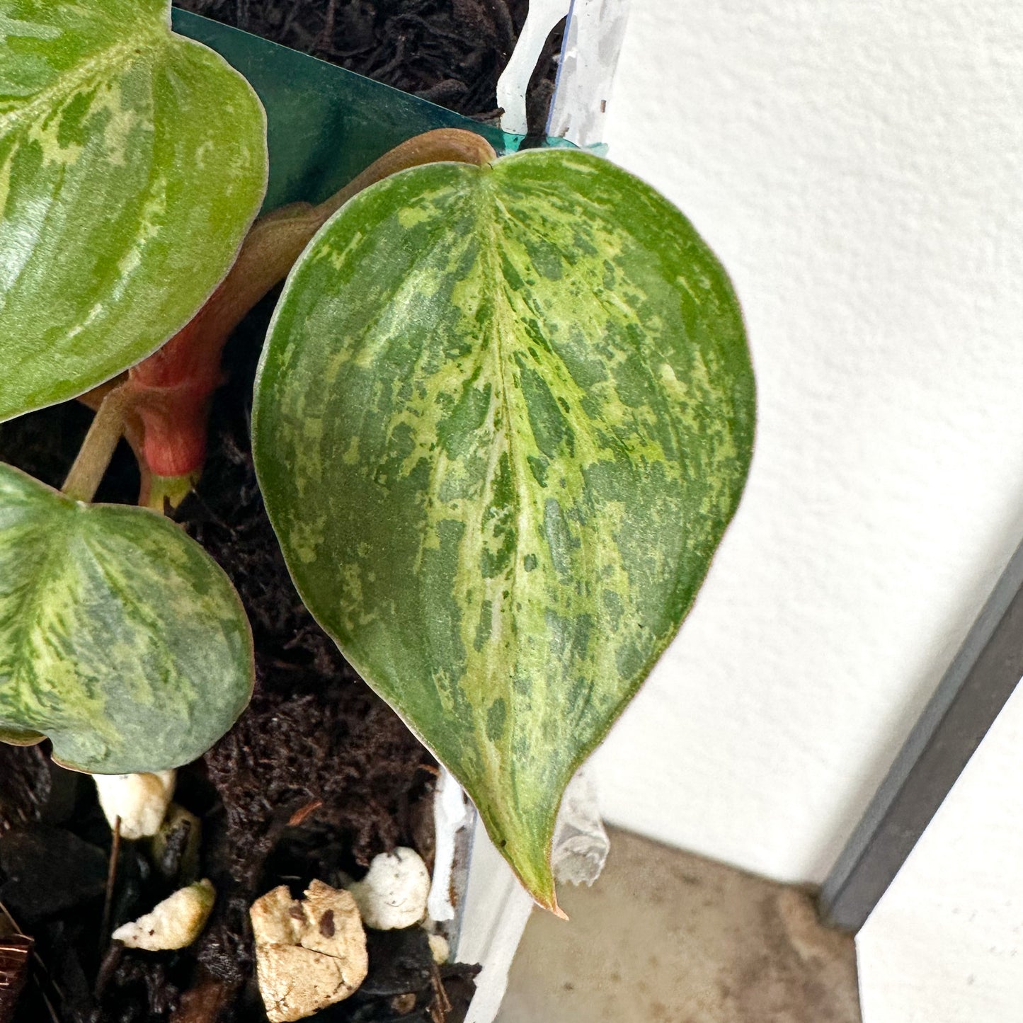 Variegated Philodendron Sodiroi