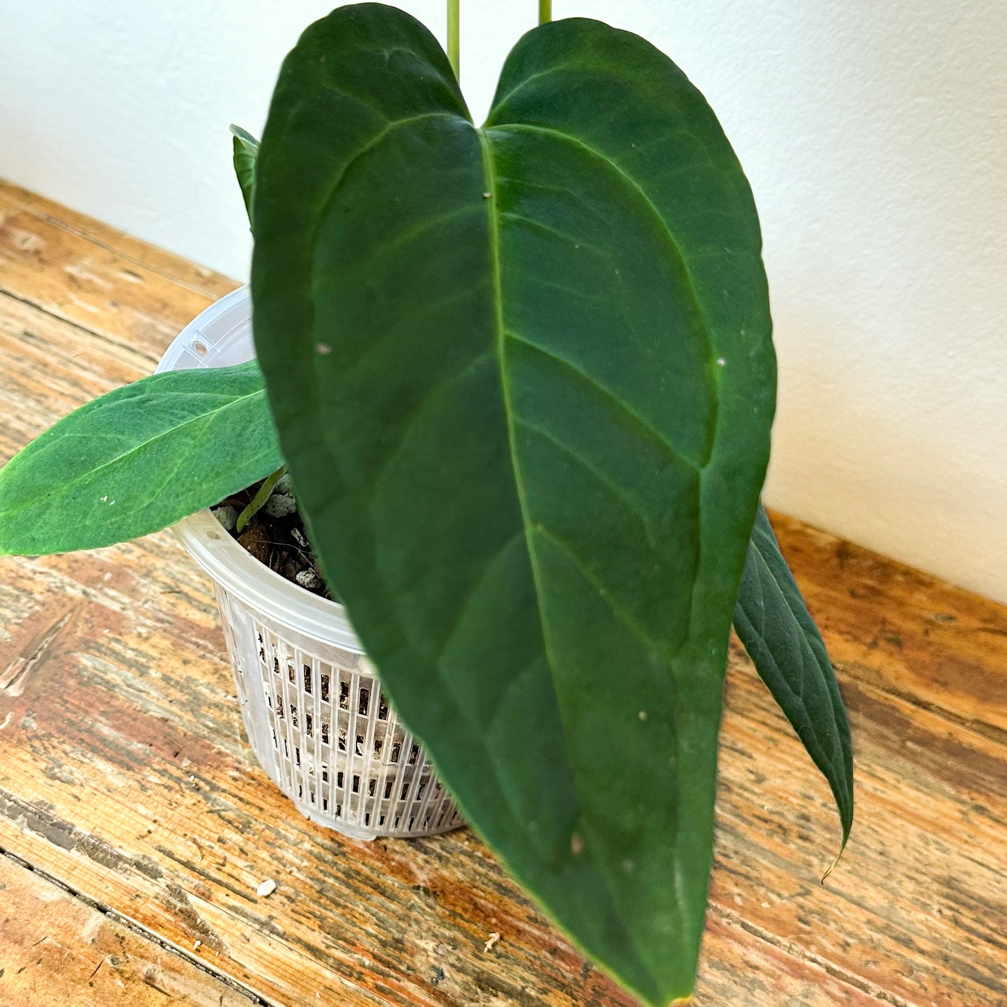 Anthurium Crystallinum X Moronense