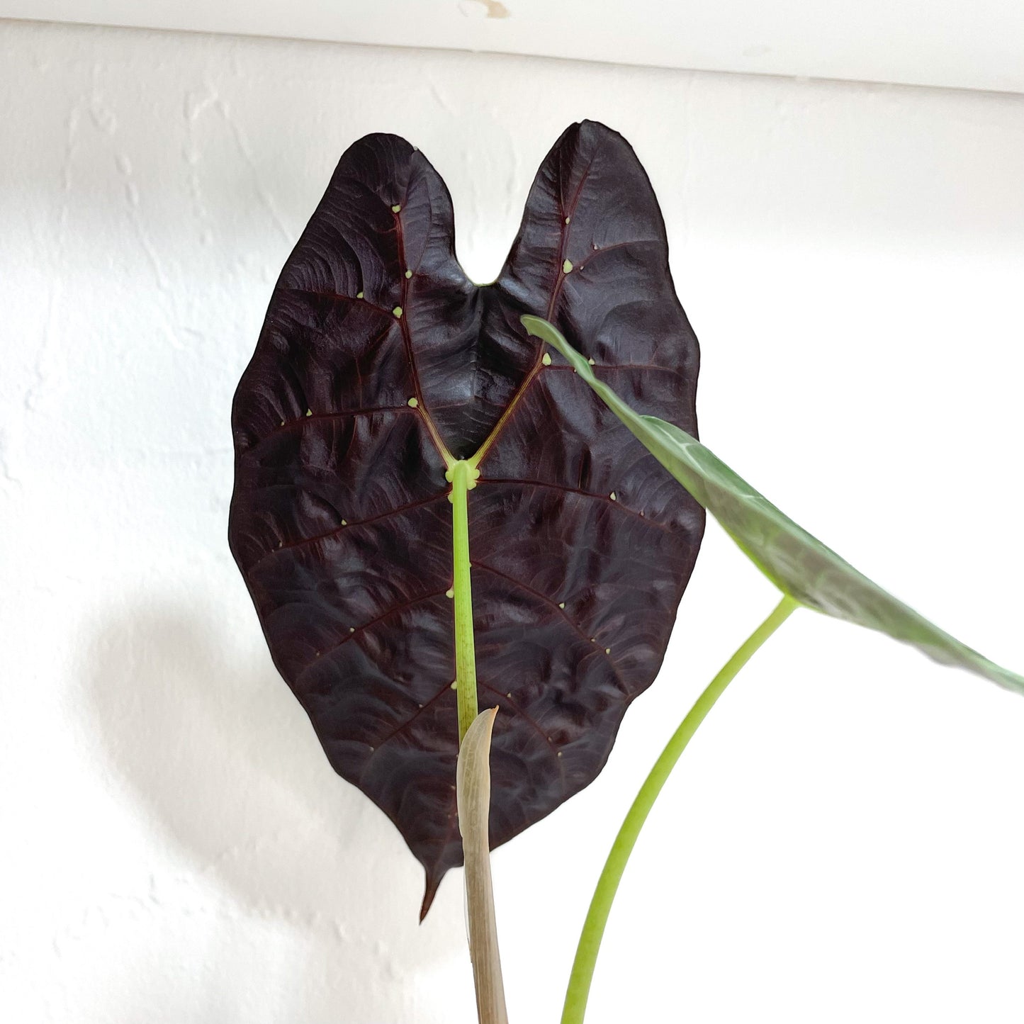 Alocasia Watsoniana Seedling