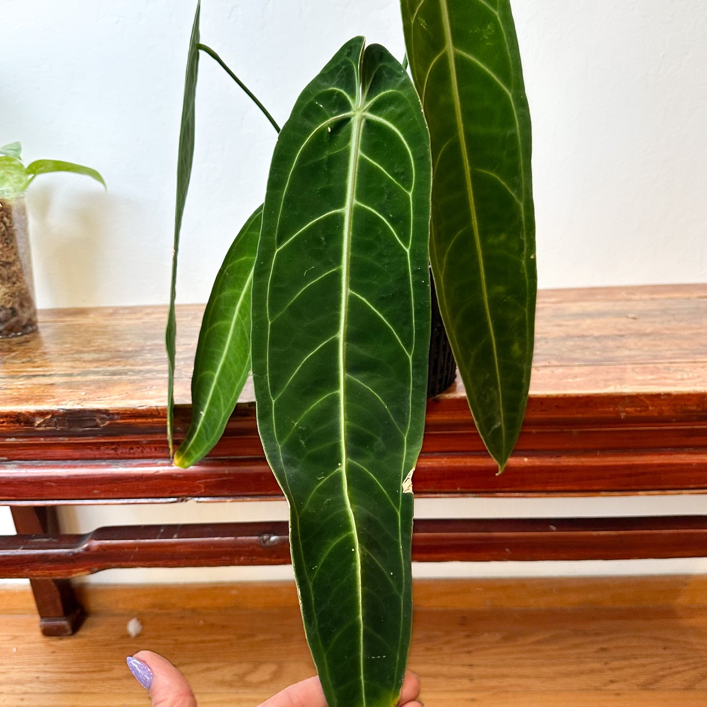 Anthurium Warocqueanum