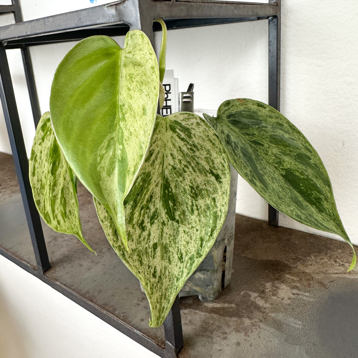 Variegated Philodendron Hederaceum #1