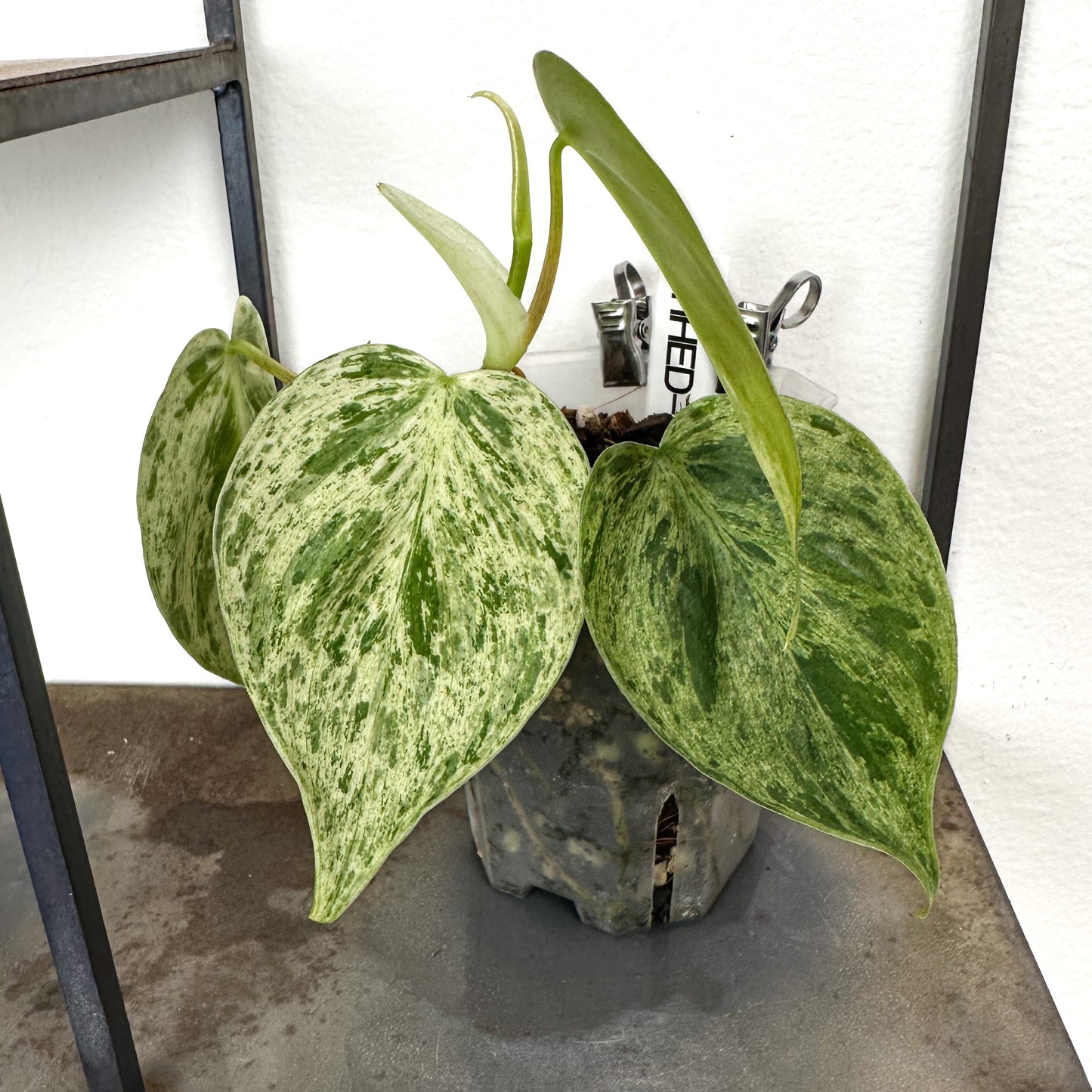 Variegated Philodendron Hederaceum #1