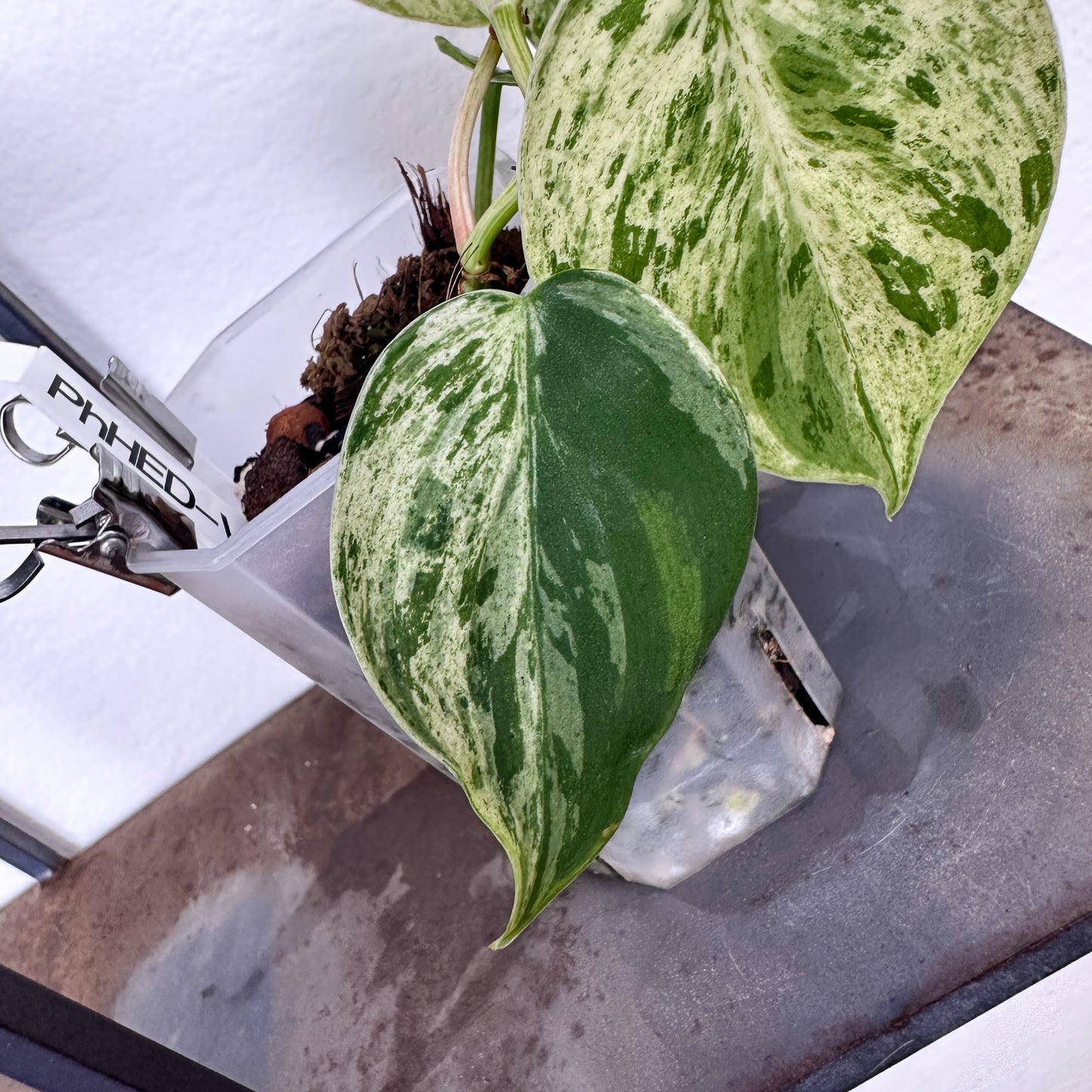 Variegated Philodendron Hederaceum #1