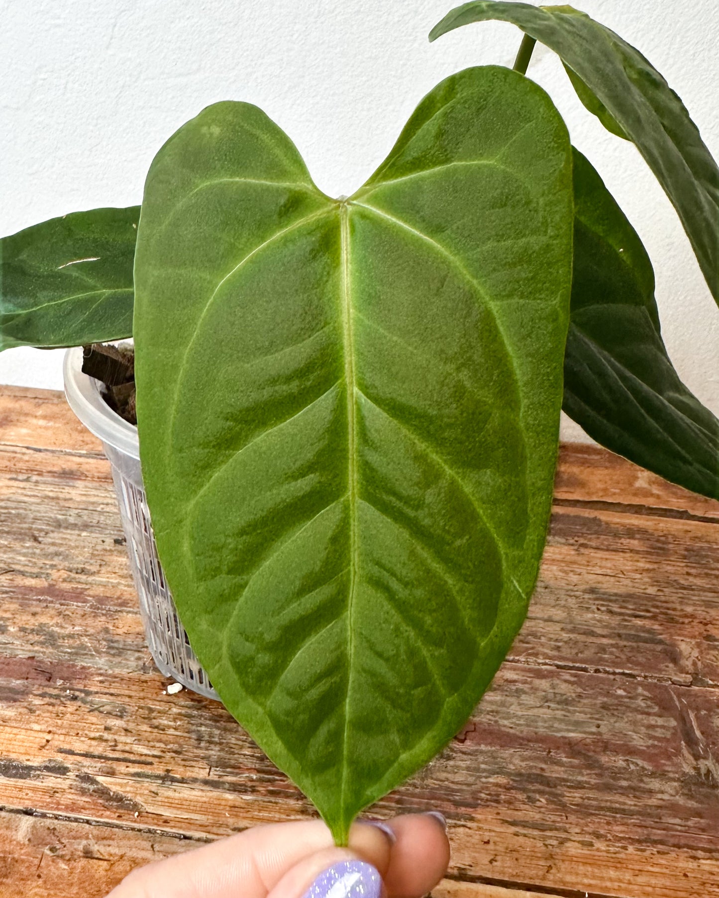 Anthurium Crystallinum X Moronense