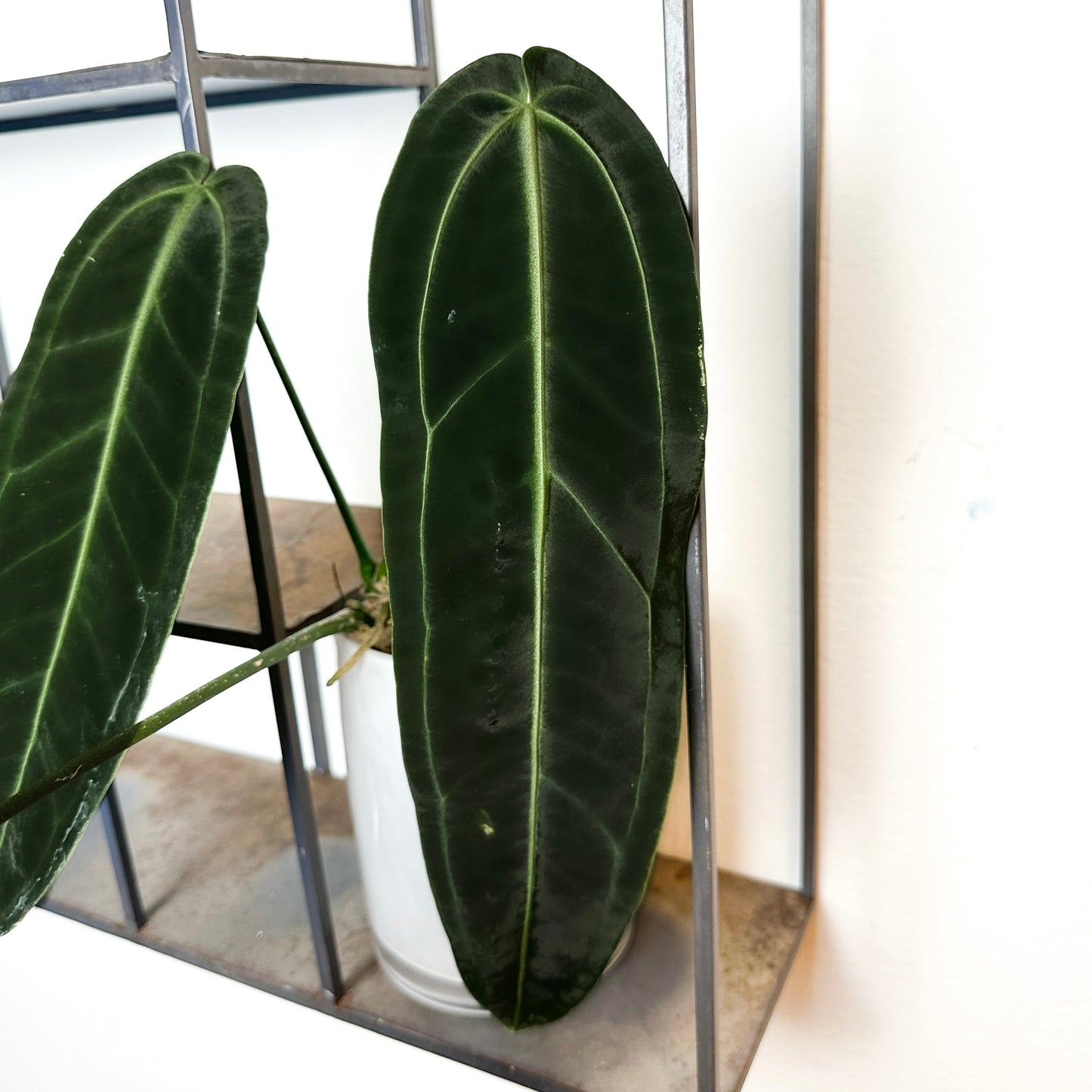 Anthurium Warocqueanum 2