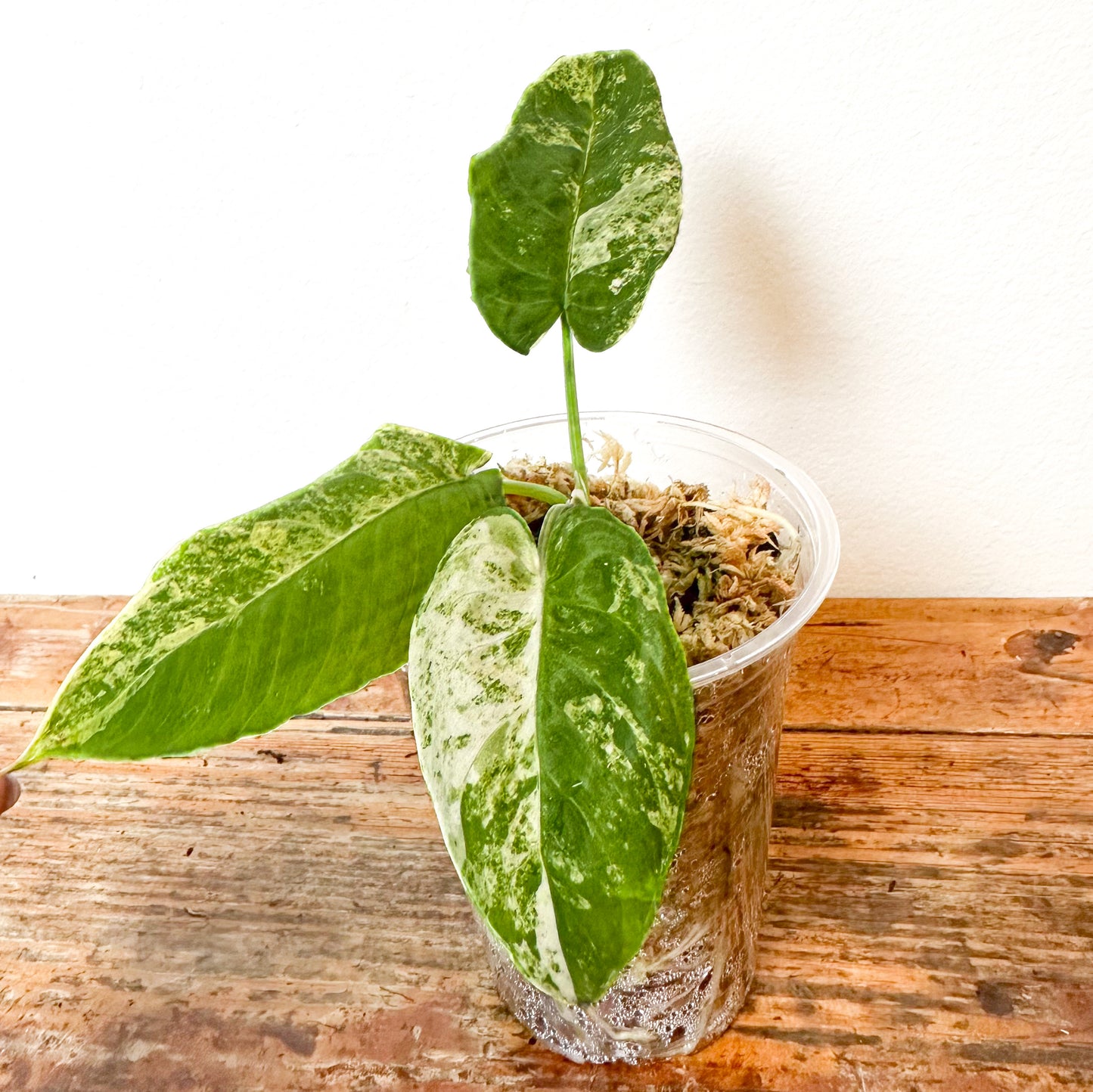 Variegated Homalomena SP Borneo