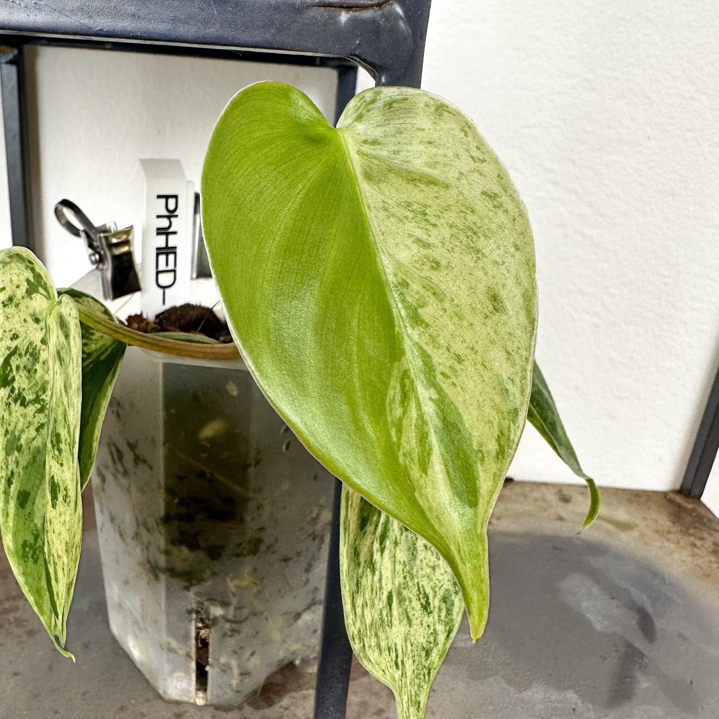 Variegated Philodendron Hederaceum #1