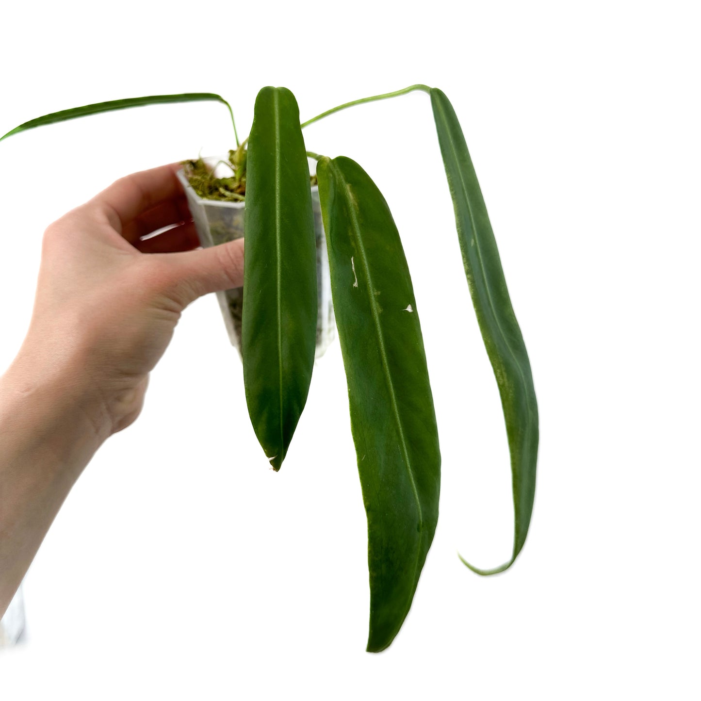 Anthurium Pallidiflorum #3