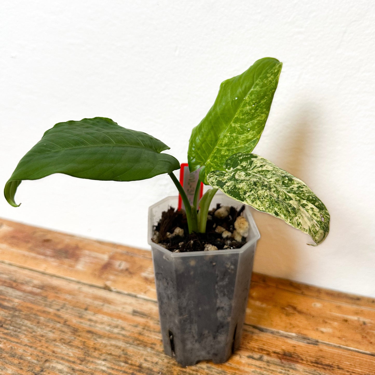 Variegated Homalomena SP Borneo