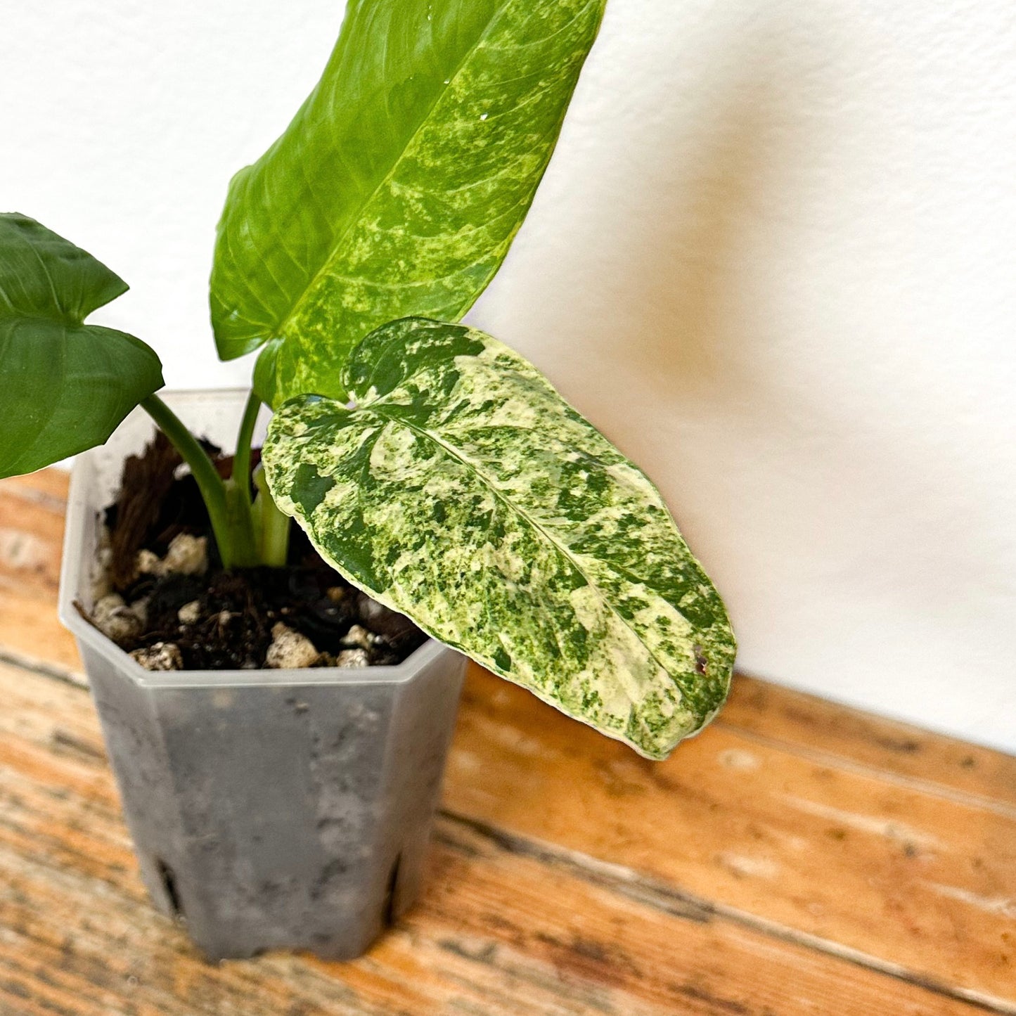 Variegated Homalomena SP Borneo