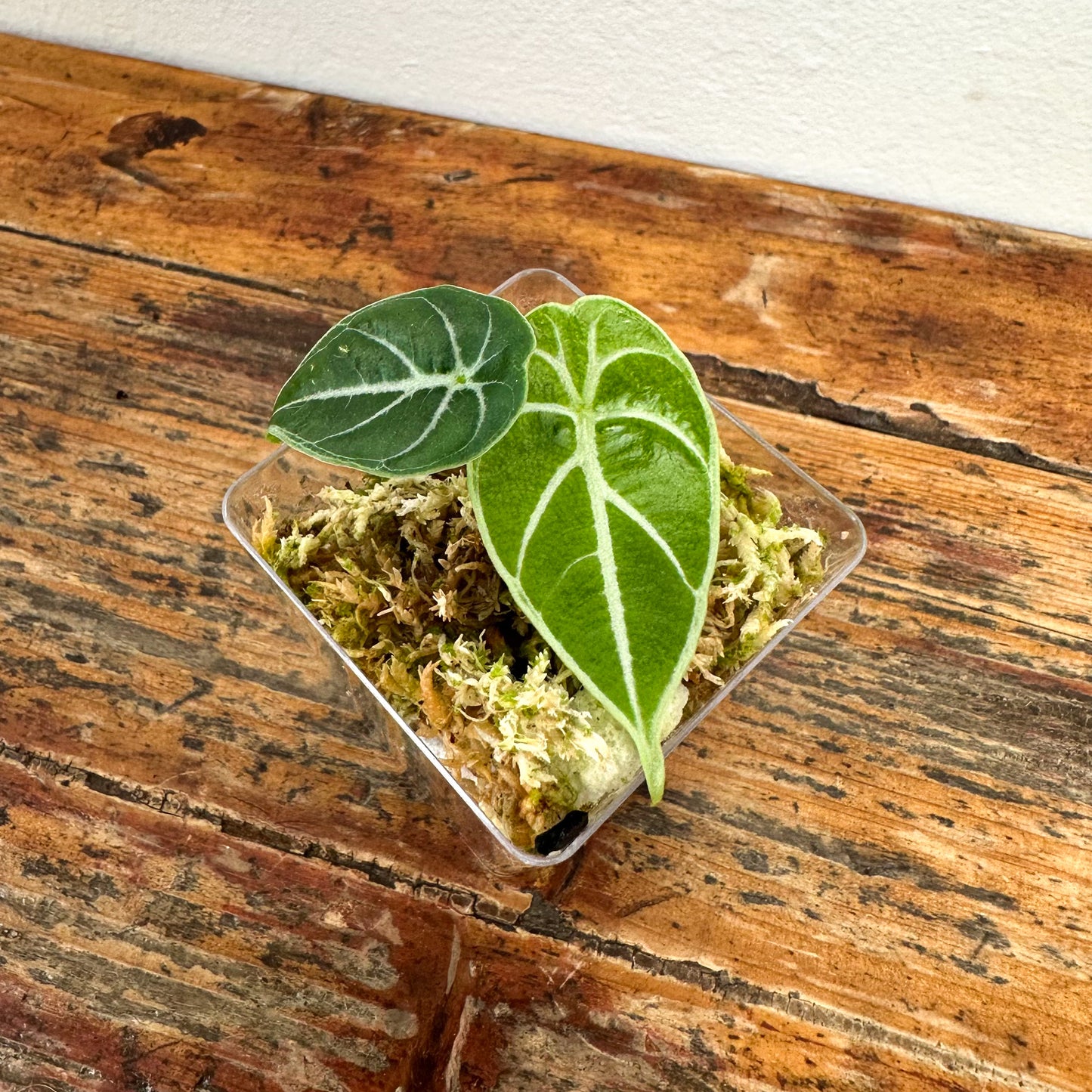 Alocasia Watsoniana Seedling