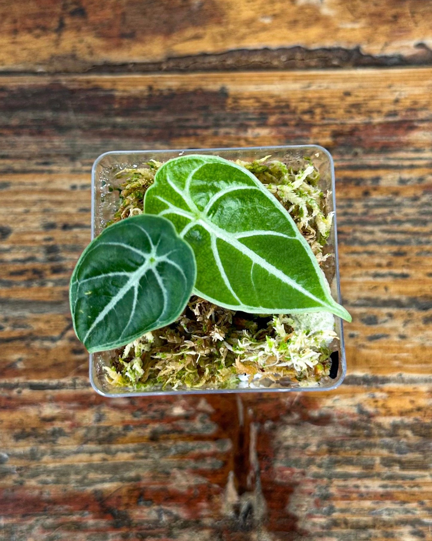 Alocasia Watsoniana Seedling